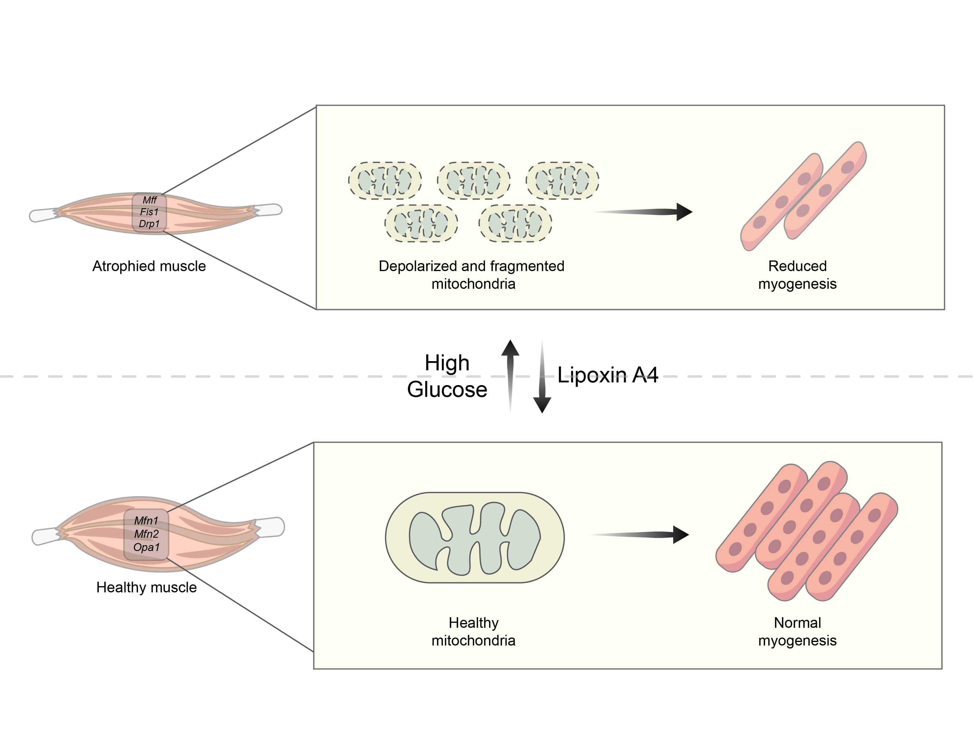 lipoxin-induced_reversal