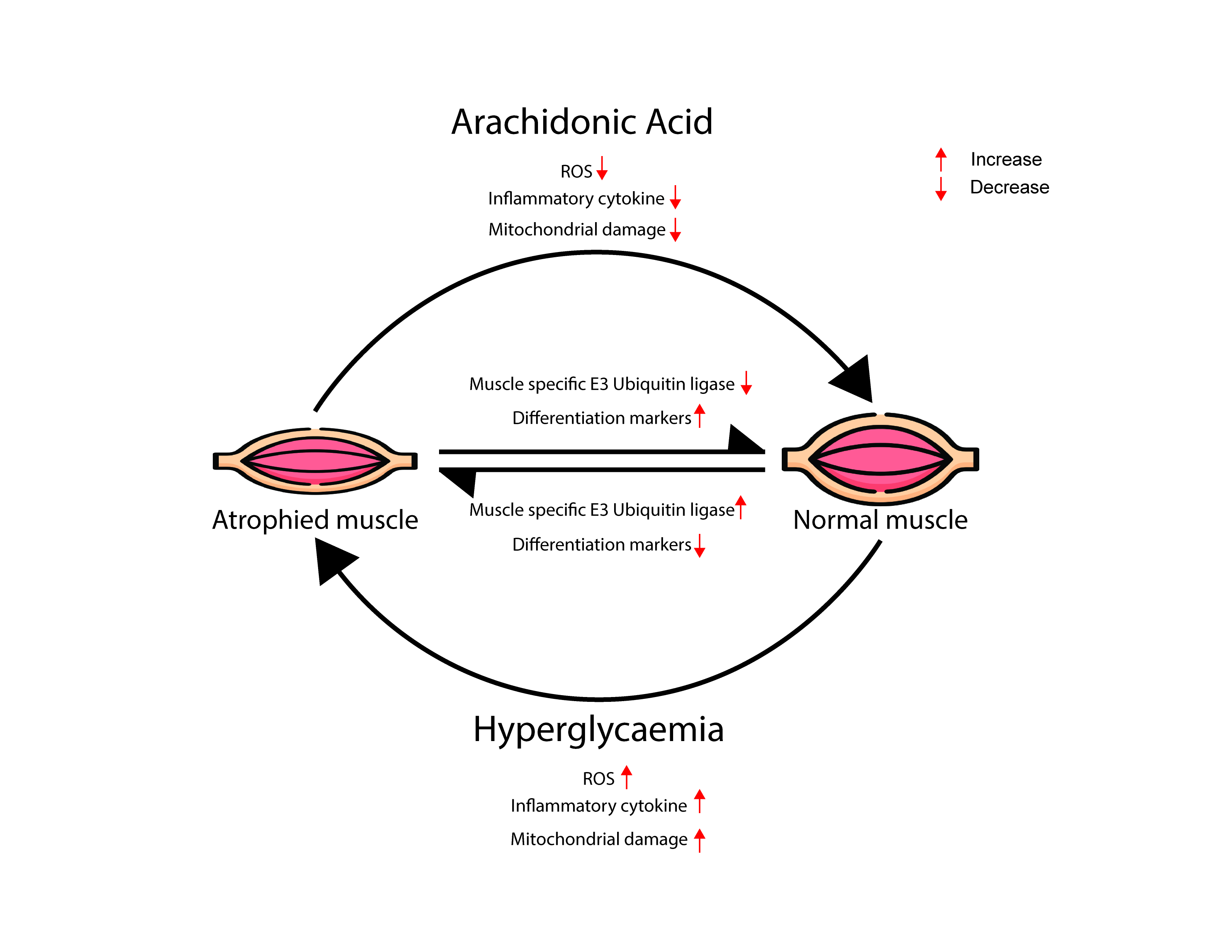 diabetes-induced myopathy