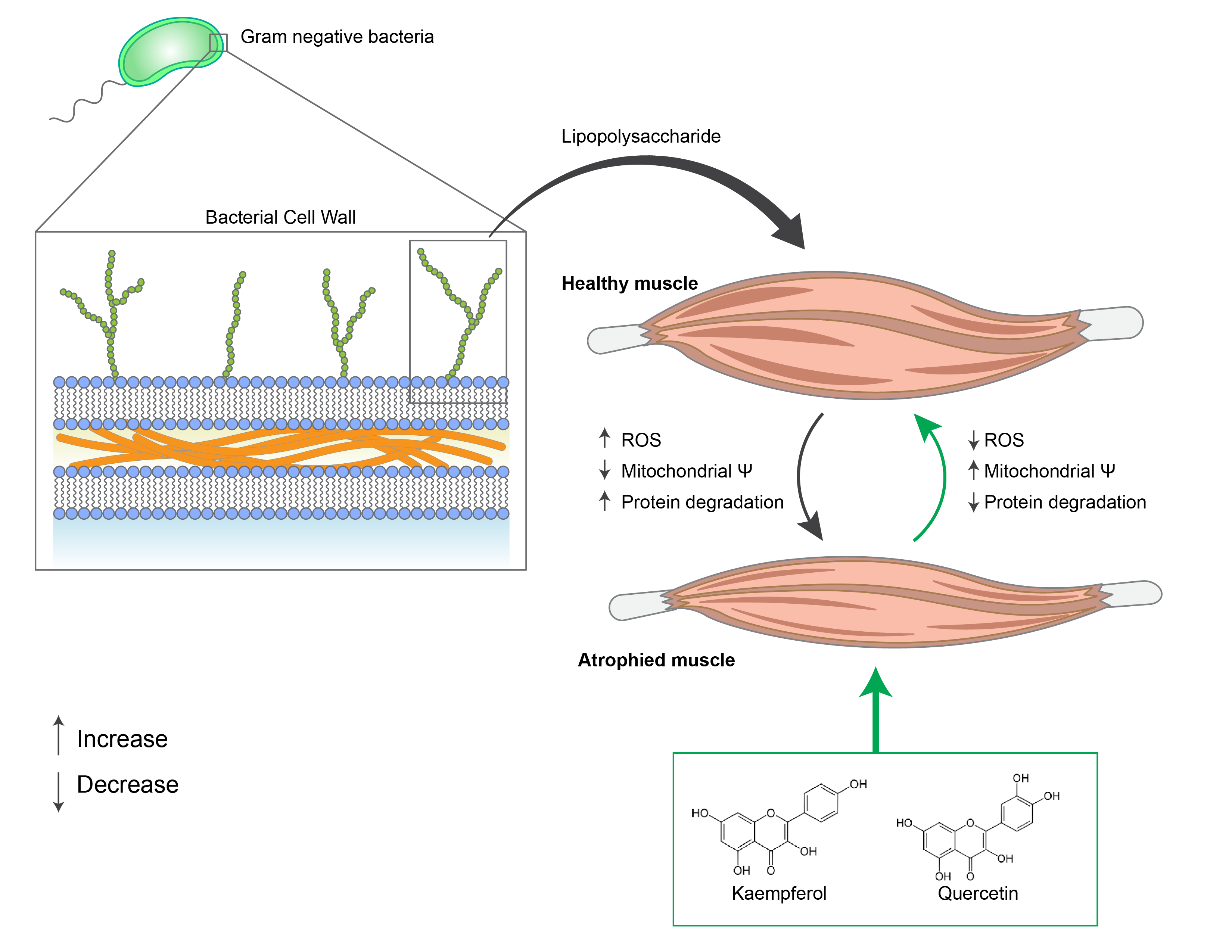 diabetes-induced myopathy