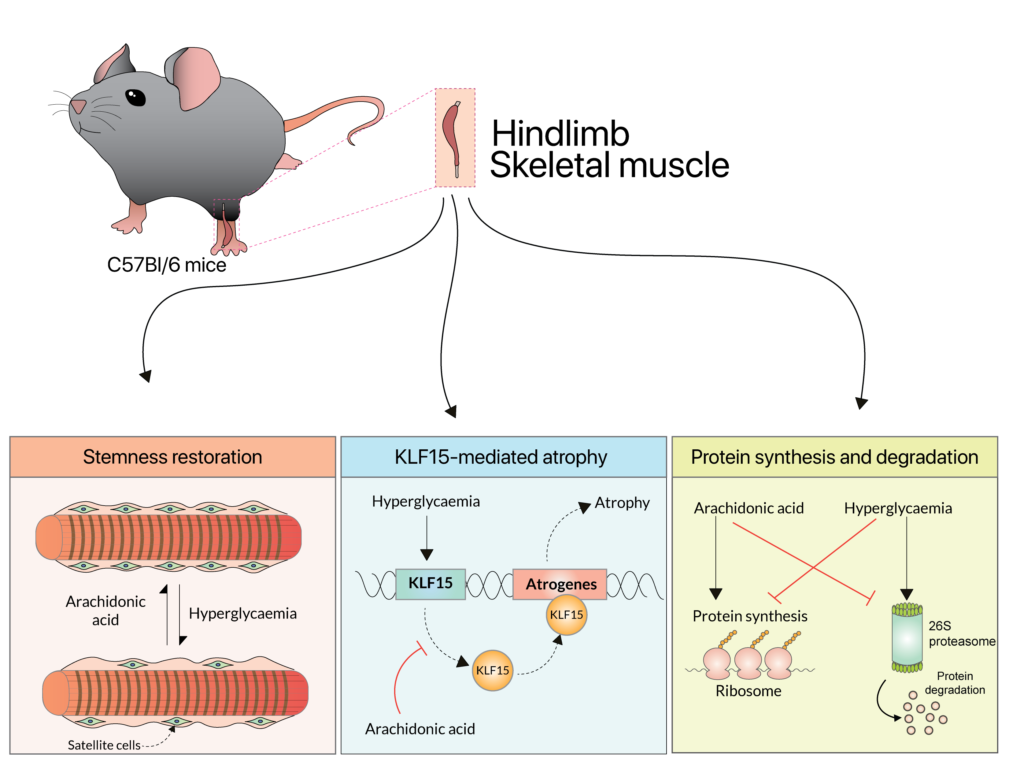 diabetes-induced myopathy
